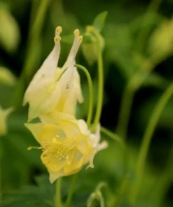Garden Goods Direct Aquilegia Corbett