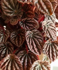 Garden Goods Direct Schumi Red Peperomia House Plants