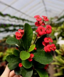 Garden Goods Direct Crown Of Thorns Plant