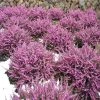 Garden Goods Direct Mediterranean Pink Heather
