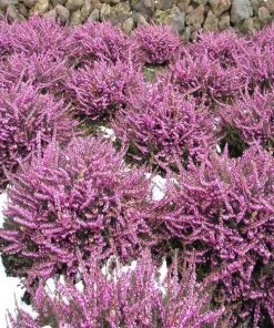 Garden Goods Direct Mediterranean Pink Heather