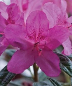 Garden Goods Direct Encore® Autumn Amethyst® Azalea Shrubs 7 Garden Goods Direct Encore® Autumn Amethyst® Azalea Shrubs