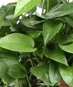 Garden Goods Direct Jade Pothos