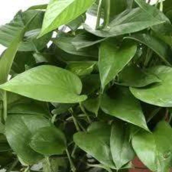 Garden Goods Direct Jade Pothos 2 Garden Goods Direct Jade Pothos