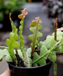 Garden Goods Direct Ric Rac Cactus House Plants