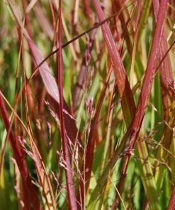 Garden Goods Direct Perennials Shenandoah Switch Grass 6 Garden Goods Direct Perennials Shenandoah Switch Grass