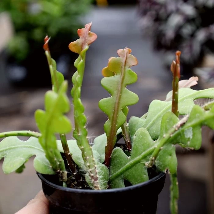 Garden Goods Direct EcoForms Quadra Trio 3.5 Inch Square Rice Hull Planter Set All Planters & Pottery 3 Garden Goods Direct EcoForms Quadra Trio 3.5 Inch Square Rice Hull Planter Set All Planters & Pottery