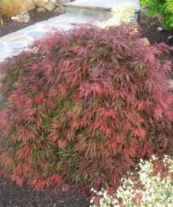 Garden Goods Direct Orangeola Japanese Maple Trees
