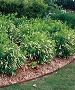 Garden Goods Direct Proven Winners® Color Choice® Itea Little Henry