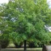 Garden Goods Direct Willow Oak Trees