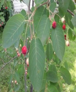 Garden Goods Direct Trees Allegheny Serviceberry 7 Garden Goods Direct Trees Allegheny Serviceberry