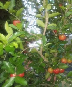 Garden Goods Direct Sweet Southern Cherry Tree