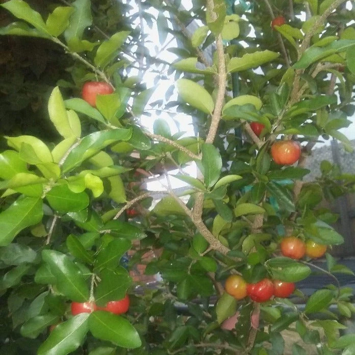 Garden Goods Direct Sweet Southern Cherry Tree 2 Garden Goods Direct Sweet Southern Cherry Tree