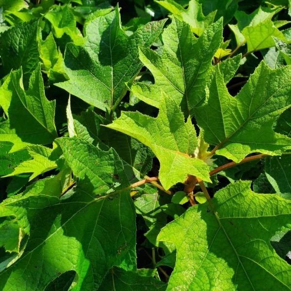 Garden Goods Direct Munchkin Oakleaf Hydrangea 3 Garden Goods Direct Munchkin Oakleaf Hydrangea