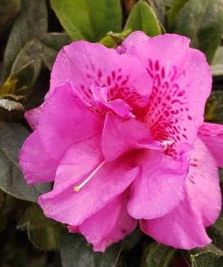 Garden Goods Direct Encore® Autumn Majesty® Azalea Shrubs