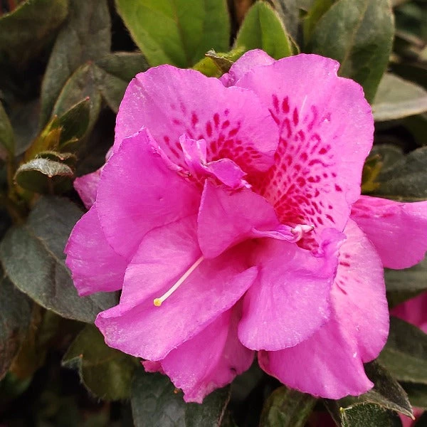 Garden Goods Direct Encore® Autumn Majesty® Azalea Shrubs 1 Garden Goods Direct Encore® Autumn Majesty® Azalea Shrubs