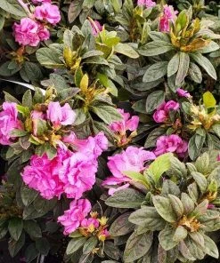 Garden Goods Direct Encore® Autumn Majesty® Azalea Shrubs 6 Garden Goods Direct Encore® Autumn Majesty® Azalea Shrubs