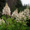 Garden Goods Direct Candelabra Hydrangea