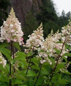 Garden Goods Direct Candelabra Hydrangea