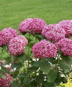 Garden Goods Direct Shrubs Proven Winners® Color Choice® Invincibelle Mini Mauvette® Hydrangea