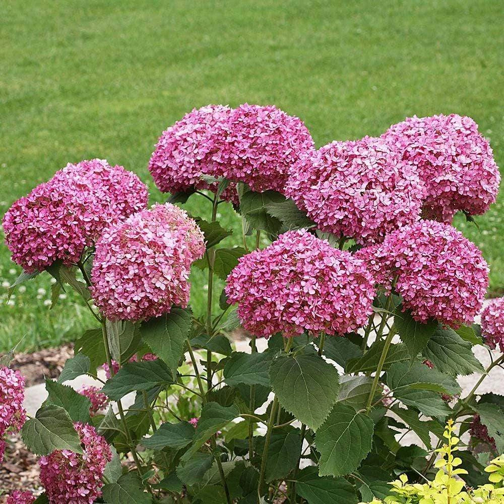 Garden Goods Direct Shrubs Proven Winners® Color Choice® Invincibelle Mini Mauvette® Hydrangea 1 Garden Goods Direct Shrubs Proven Winners® Color Choice® Invincibelle Mini Mauvette® Hydrangea