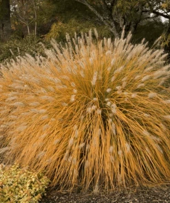Garden Goods Direct Fountain Grass