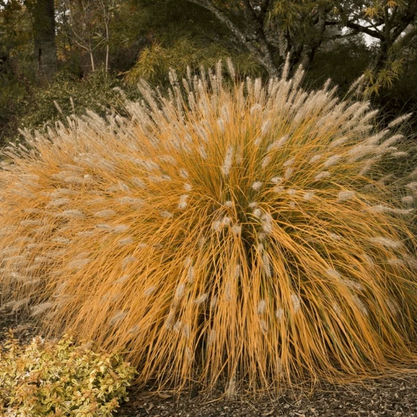 Garden Goods Direct Fountain Grass 2 Garden Goods Direct Fountain Grass