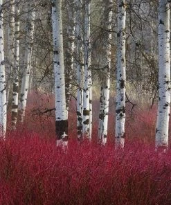 Garden Goods Direct Proven Winners® Color Choice® Arctic Fire® Red Twig Dogwood Shrubs