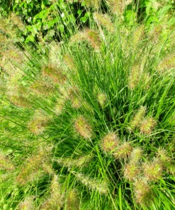 Garden Goods Direct Fountain Grass 7 Garden Goods Direct Fountain Grass