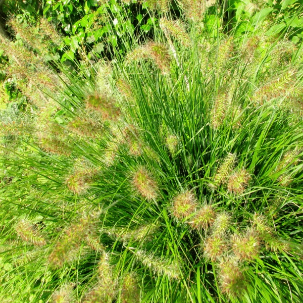Garden Goods Direct Fountain Grass 4 Garden Goods Direct Fountain Grass