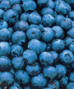 Garden Goods Direct Fruit & Nut Patriot Blueberry Bushes
