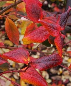 Garden Goods Direct Fruit & Nut Patriot Blueberry Bushes