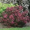 Garden Goods Direct Proven Winners® Color Choice® Wine & Roses® Weigela