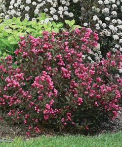 Garden Goods Direct Proven Winners® Color Choice® Wine & Roses® Weigela
