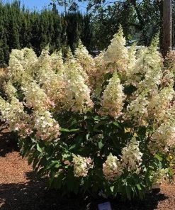 Garden Goods Direct Candelabra Hydrangea