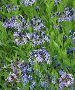 Garden Goods Direct Perennials Amsonia Blue Ice