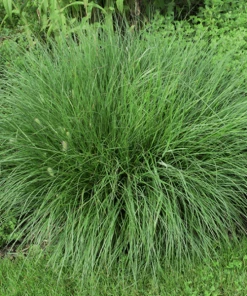 Garden Goods Direct Fountain Grass 6 Garden Goods Direct Fountain Grass
