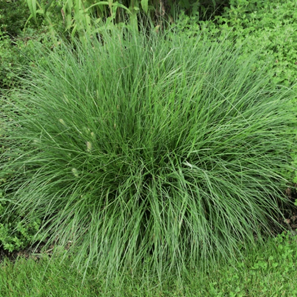 Garden Goods Direct Fountain Grass 3 Garden Goods Direct Fountain Grass