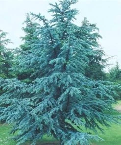 Garden Goods Direct Blue Atlas Cedar Trees