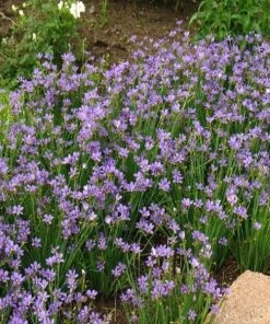 Garden Goods Direct Blue-Eyed Grass Perennials