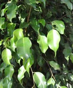 Garden Goods Direct Ficus Benjamina House Plants