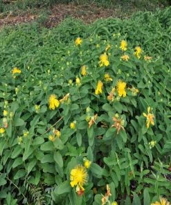 Garden Goods Direct St. John's Wort