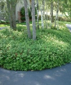 Garden Goods Direct St. John's Wort