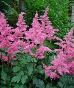 Garden Goods Direct Astilbe Rheinland