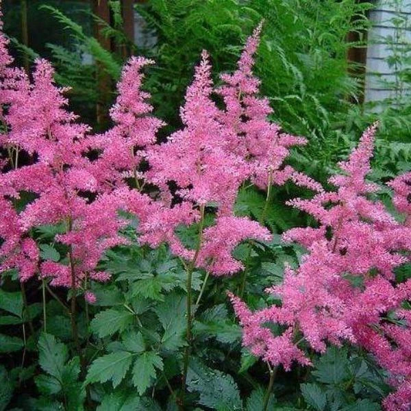 Garden Goods Direct Astilbe Rheinland 1 Garden Goods Direct Astilbe Rheinland