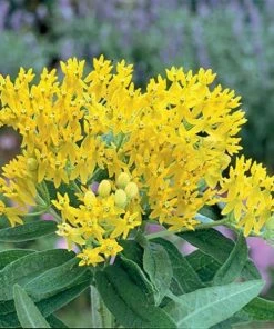Garden Goods Direct Yellow Butterfly Weed
