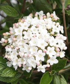 Garden Goods Direct Viburnum Burkwoodii