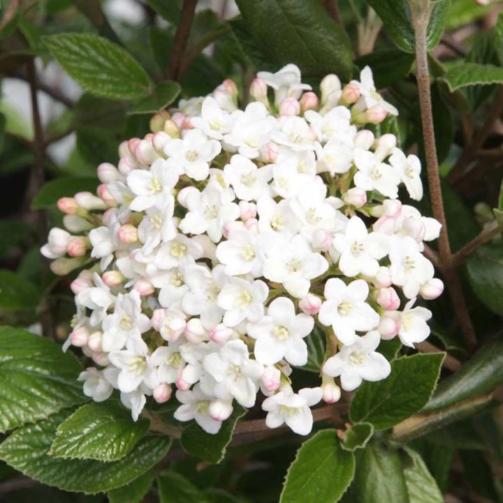 Garden Goods Direct Viburnum Burkwoodii 1 Garden Goods Direct Viburnum Burkwoodii