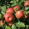 Garden Goods Direct Honeycrisp Apple Tree