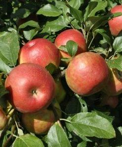 Garden Goods Direct Honeycrisp Apple Tree